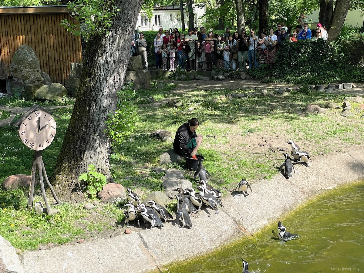 Sałaty z jednej chaty - Warszawa - ZOO - Miejski Ogród Zoologiczny